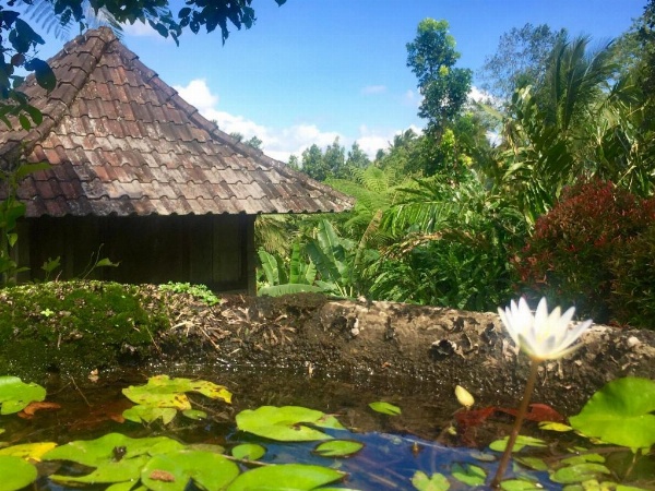 Bali Mountain Retreat image 26